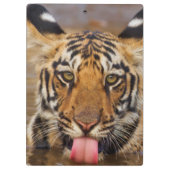 Royal Bengal Tiger cub, drink water Klembord (Achterkant)