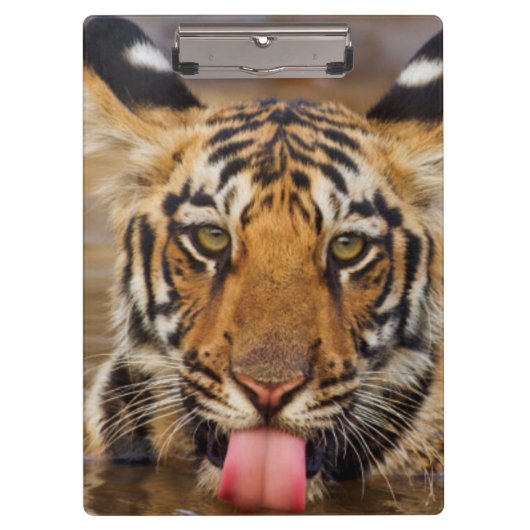 Royal Bengal Tiger cub, drink water Klembord (Voorkant)