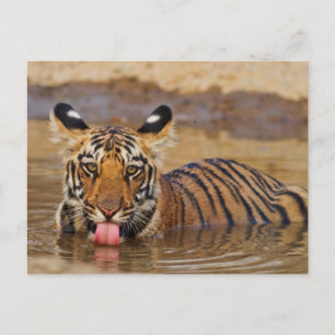 Royal Bengal Tiger cub, drinking water Briefkaart