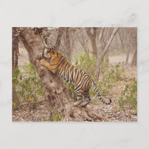 Royal Bengal Tiger die de boom beklimt, Briefkaart