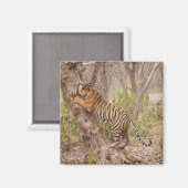 Royal Bengal Tiger die de boom beklimt, Magneet (Voorkant / Achterkant)