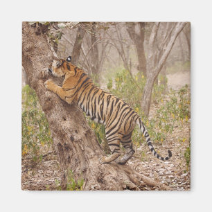 Royal Bengal Tiger die de boom beklimt, Magneet