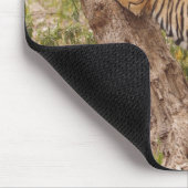 Royal Bengal Tiger die de boom beklimt, Muismat (Hoek)