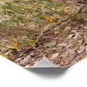 Royal Bengal Tiger die de boom beklimt, Poster (Hoek)