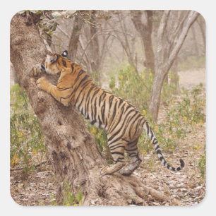 Royal Bengal Tiger die de boom beklimt, Vierkante Sticker