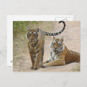 Royal Bengal Tiger en young, Ranthambhor Briefkaart (Voorkant / Achterkant)
