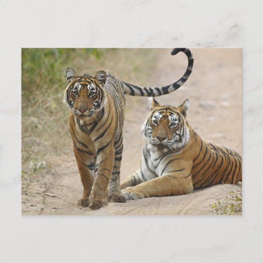 Royal Bengal Tiger en young, Ranthambhor Briefkaart (Voorkant)