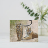Royal Bengal Tiger en young, Ranthambhor Briefkaart (Staand voorkant)