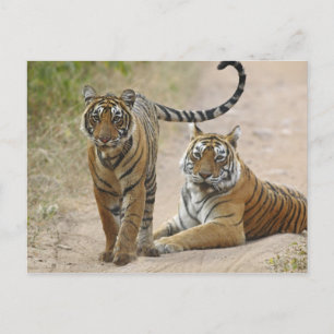 Royal Bengal Tiger en young, Ranthambhor Briefkaart