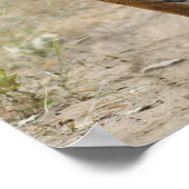 Royal Bengal Tiger en young, Ranthambhor Poster (Hoek)