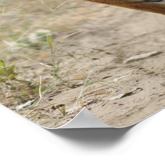 Royal Bengal Tiger en young, Ranthambhor Poster (Hoek)