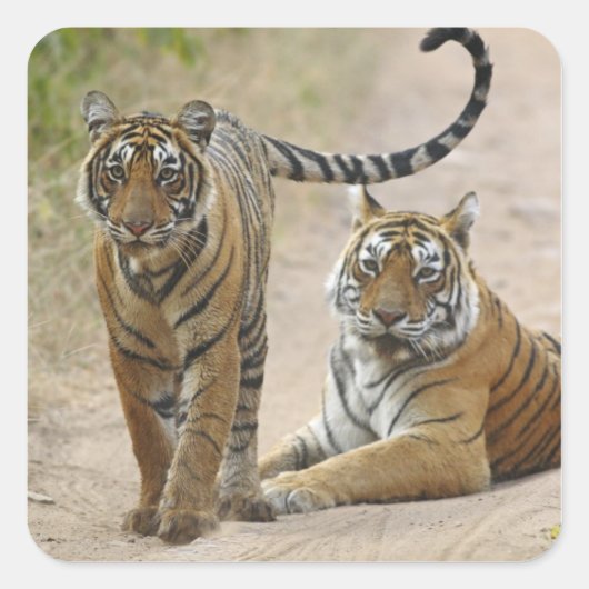 Royal Bengal Tiger en young, Ranthambhor Vierkante Sticker (Voorkant)