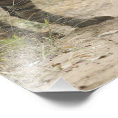 Royal Bengal Tiger en Young - Touch ahead, Foto Afdruk (Hoek)