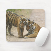 Royal Bengal Tiger en Young - Touch ahead, Muismat (Met muis)