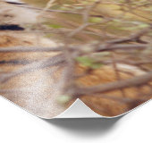 Royal Bengal Tiger Foto Afdruk (Hoek)