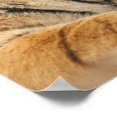 Royal Bengal Tiger op de rots, Ranthambhor Poster (Hoek)