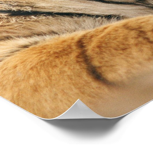 Royal Bengal Tiger op de rots, Ranthambhor Poster (Hoek)