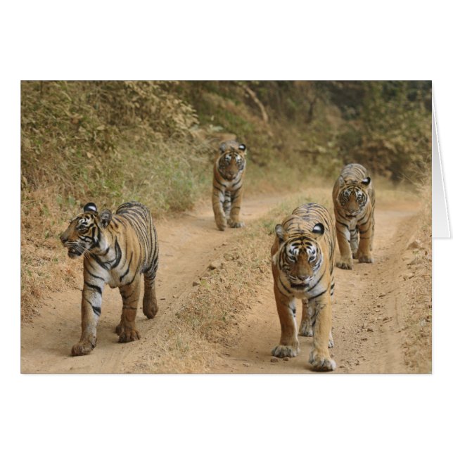 Royal Bengal Tigers (Voorkant Horizontaal)