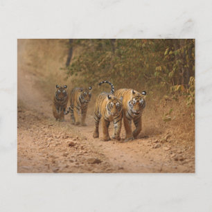 Royal Bengal Tigers in beweging, Ranthambhor Briefkaart