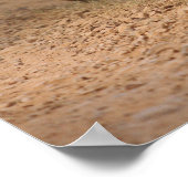 Royal Bengal Tigers in beweging, Ranthambhor Poster (Hoek)