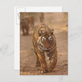 Royal Bengal Tigers on track, Ranthambhor Briefkaart (Voorkant / Achterkant)
