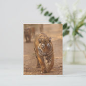 Royal Bengal Tigers on track, Ranthambhor Briefkaart (Staand voorkant)