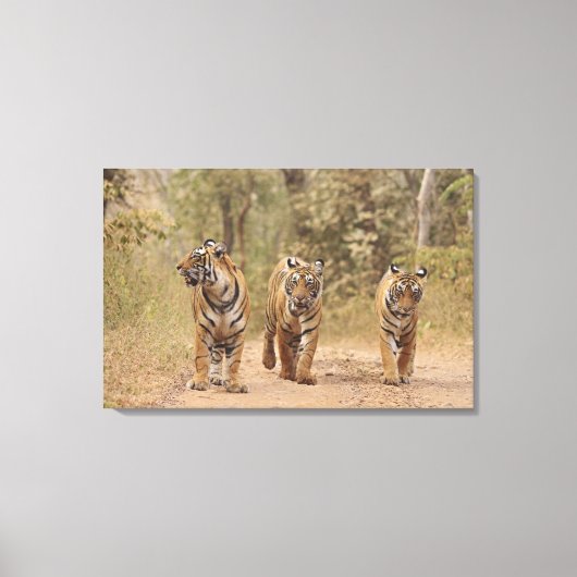Royal Bengal Tigers on track, Ranthambhor Canvas Afdruk (Voorkant)