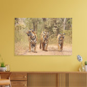 Royal Bengal Tigers on track, Ranthambhor Canvas Afdruk (Insitu (Woonkamer))