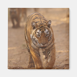 Royal Bengal Tigers on track, Ranthambhor Magneet