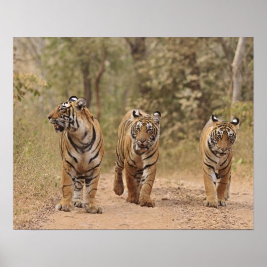 Royal Bengal Tigers on track, Ranthambhor Poster (Voorkant)