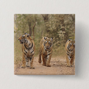 Royal Bengal Tigers on track, Ranthambhor Vierkante Button 5,1 Cm