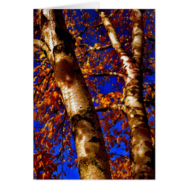 Royal Birch (Voorkant)