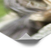 Royal Black en Tan Cavalier King Charles Spaniel Poster (Hoek)