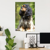 Royal Black en Tan Cavalier King Charles Spaniel Poster (Thuiskantoor)