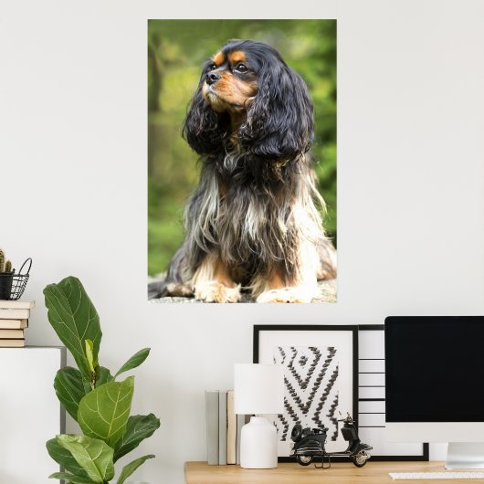 Royal Black en Tan Cavalier King Charles Spaniel Poster (Thuiskantoor)