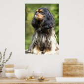 Royal Black en Tan Cavalier King Charles Spaniel Poster (Keuken)