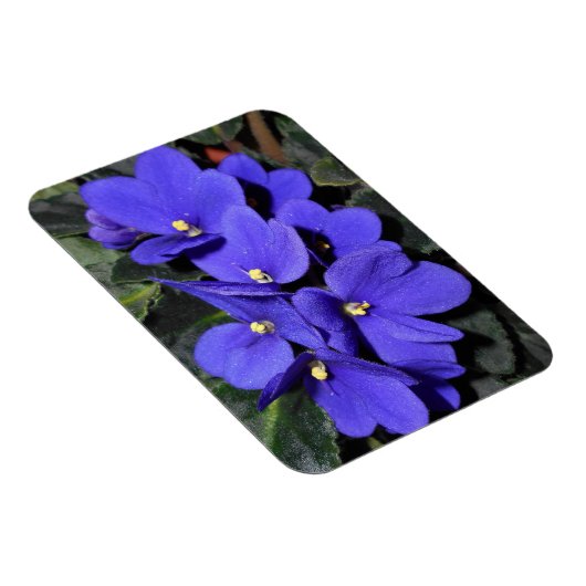 Royal Blue African Violet Magneet (Rechterzijde)