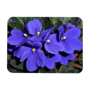 Royal Blue African Violet Magneet