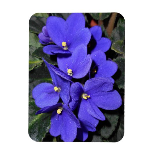 Royal Blue African Violet Magneet (Verticaal)