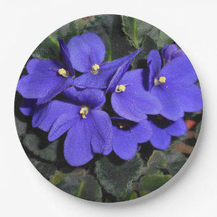 Royal Blue African Violet Papieren Bordje