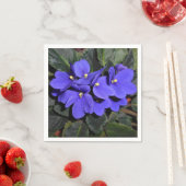 Royal Blue African Violet Servet (Insitu)