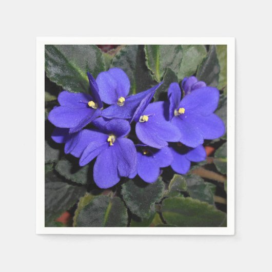 Royal Blue African Violet Servet (Voorkant)