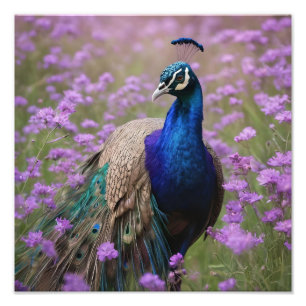 Royal Blue: blauwe pauw in lavendelveld, Foto Afdruk