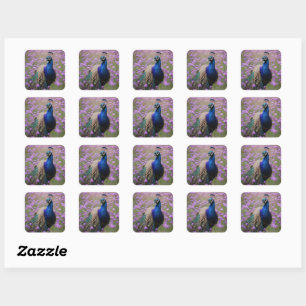 Royal Blue: blauwe pauw in lavendelveld, Vierkante Sticker
