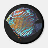 Royal Blue Discus Magneet (Voorkant)