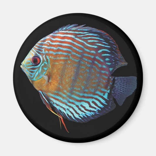 Royal Blue Discus Magneet (Voorkant)