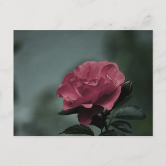 Royal Blush Briefkaart (Voorkant)