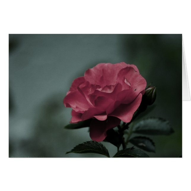 Royal Blush Kaart (Voorkant Horizontaal)