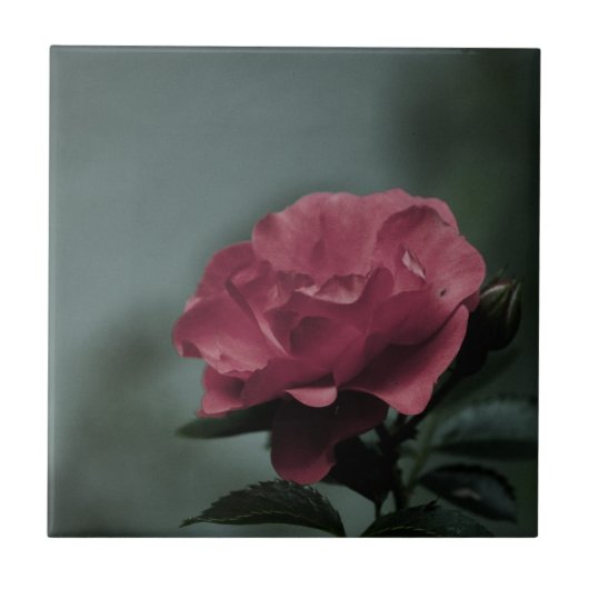 Royal Blush Tegel Tegeltje (Voorkant)