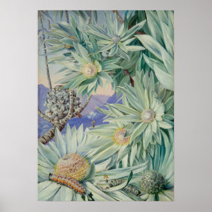 Royal Botanic Garden van Marianne North Poster